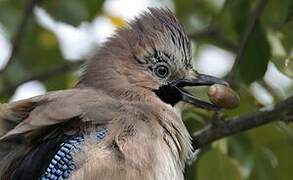 Eurasian Jay