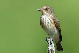 Spotted Flycatcher