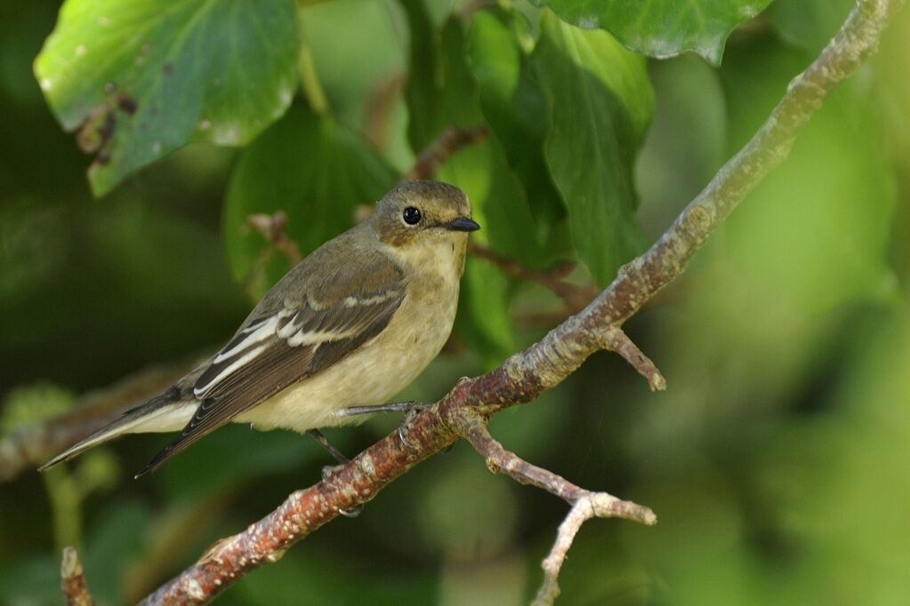 European Pied Flycatcheradult post breeding