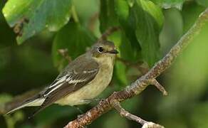 European Pied Flycatcher