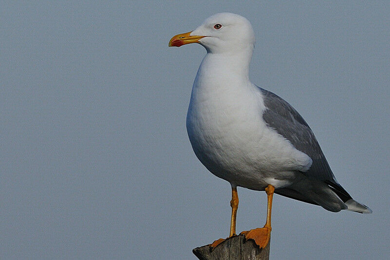 Yellow-legged Gulladult