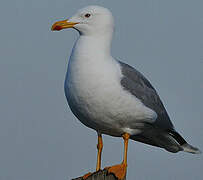 Yellow-legged Gull