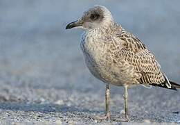 Yellow-legged Gull