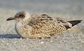 Yellow-legged Gull