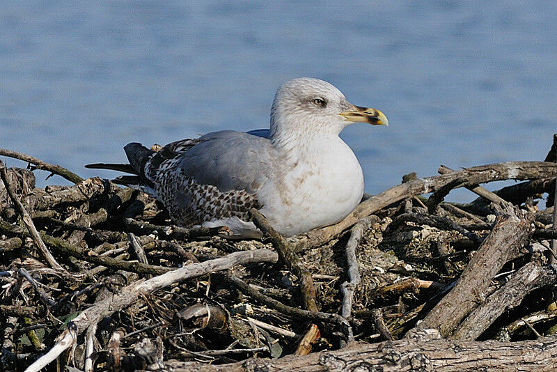 Yellow-legged GullFirst year