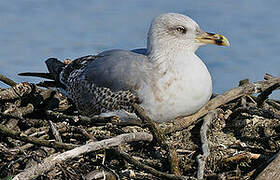 Yellow-legged Gull