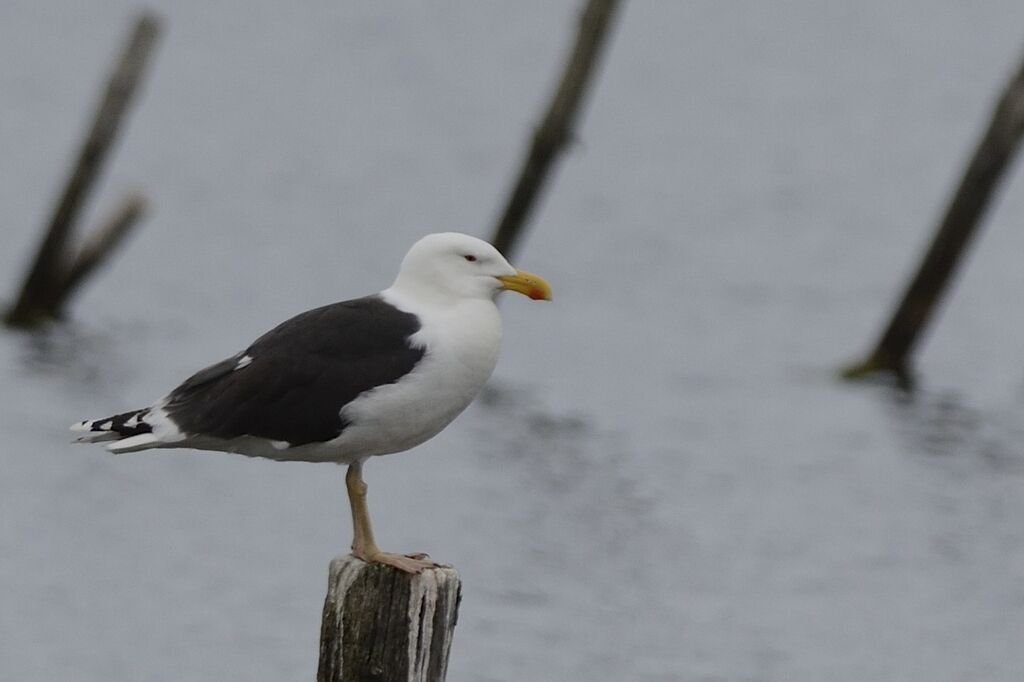 Goéland marinadulte nuptial, identification