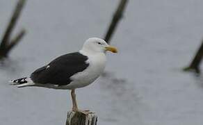 Great Black-backed Gull