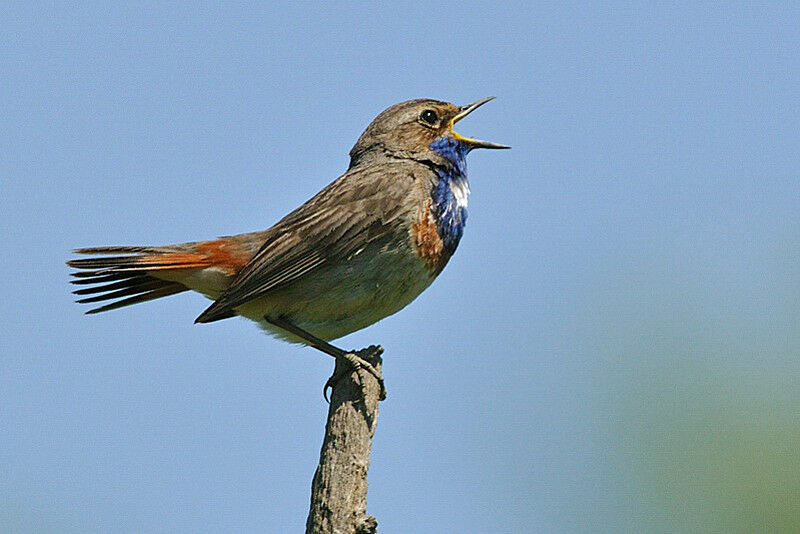 Bluethroat male adult breeding