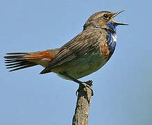 Bluethroat