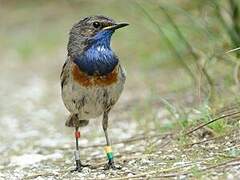 Bluethroat