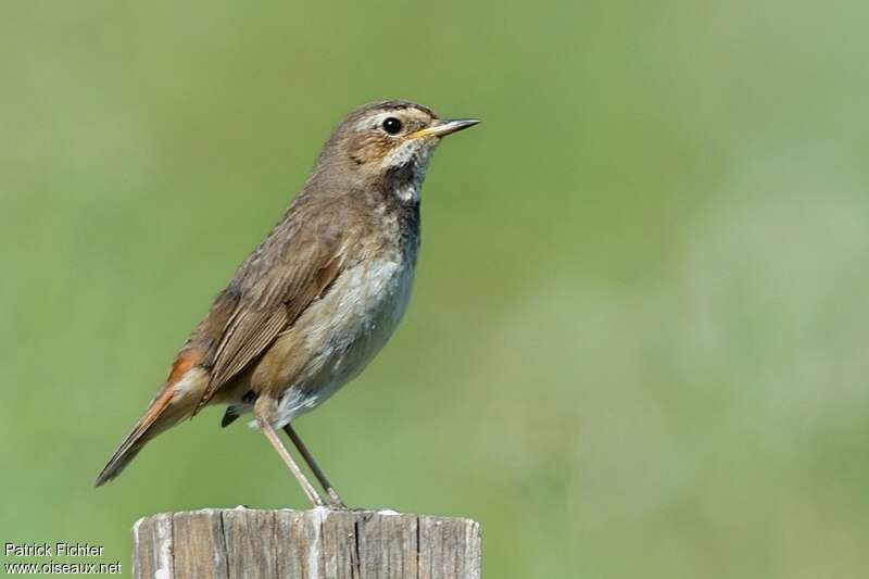 Bluethroat female adult