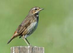 Bluethroat