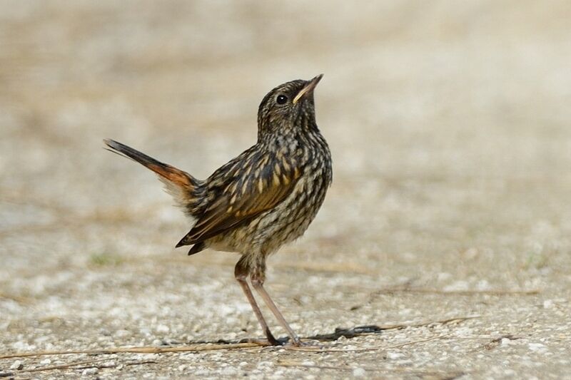 BluethroatFirst year