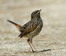 Bluethroat