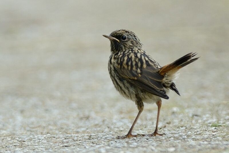 BluethroatFirst year