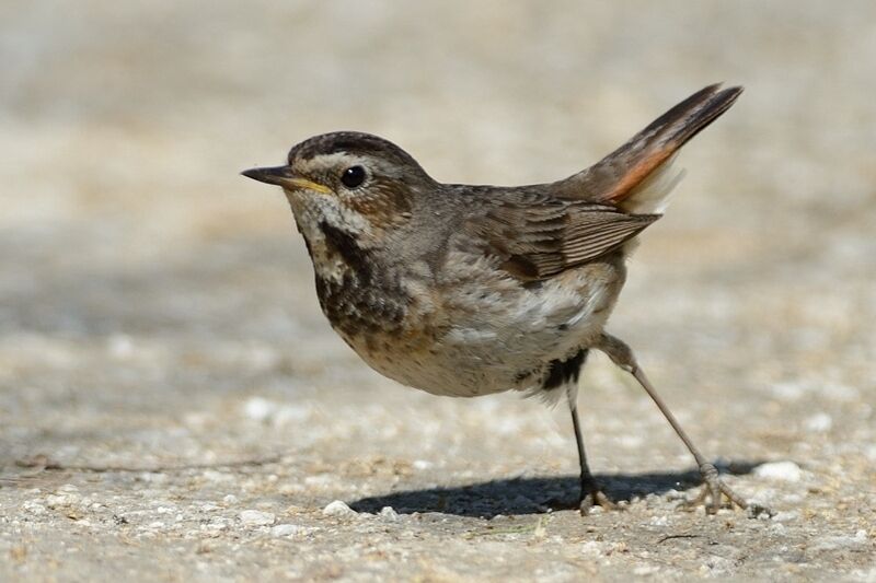 Bluethroat female adult