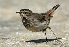 Bluethroat