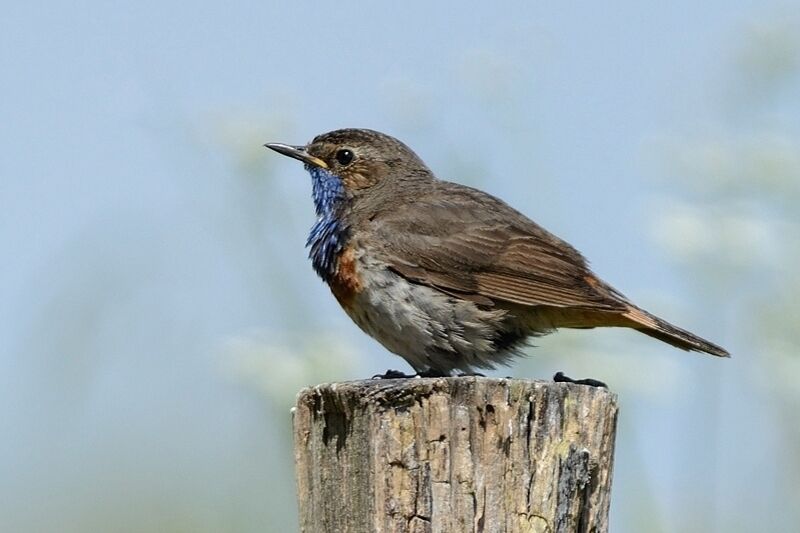 Bluethroat male adult