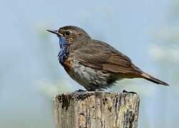 Bluethroat