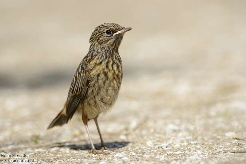 Bluethroatjuvenile, Reproduction-nesting