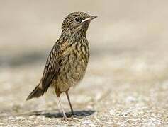 Bluethroat