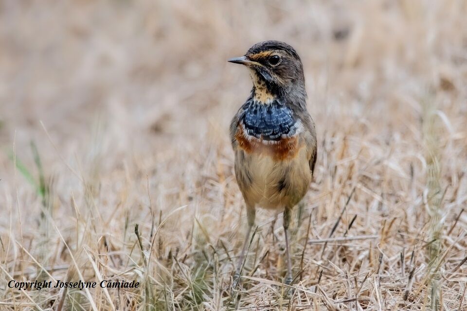 Bluethroatadult transition, moulting