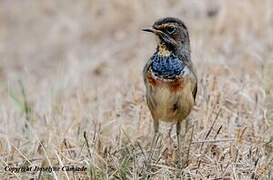 Bluethroat