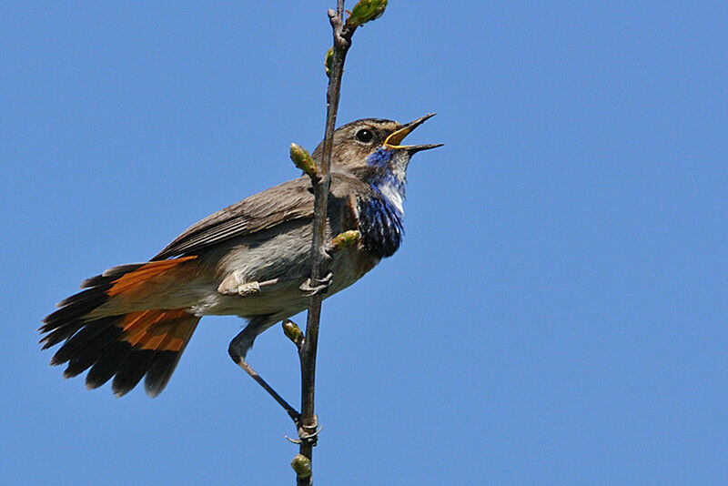 Bluethroat male adult breeding