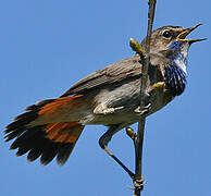 Bluethroat