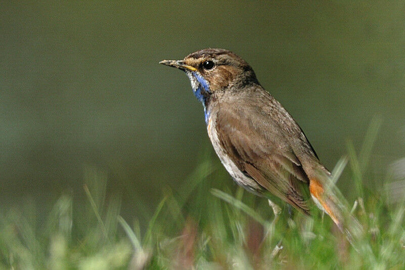 Bluethroat