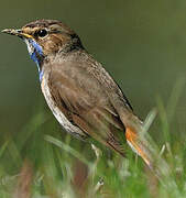 Bluethroat