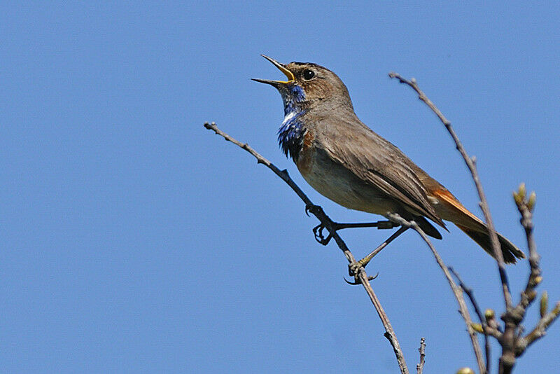 Bluethroat male adult breeding, song