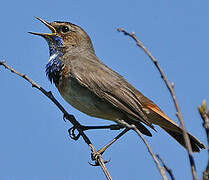 Bluethroat