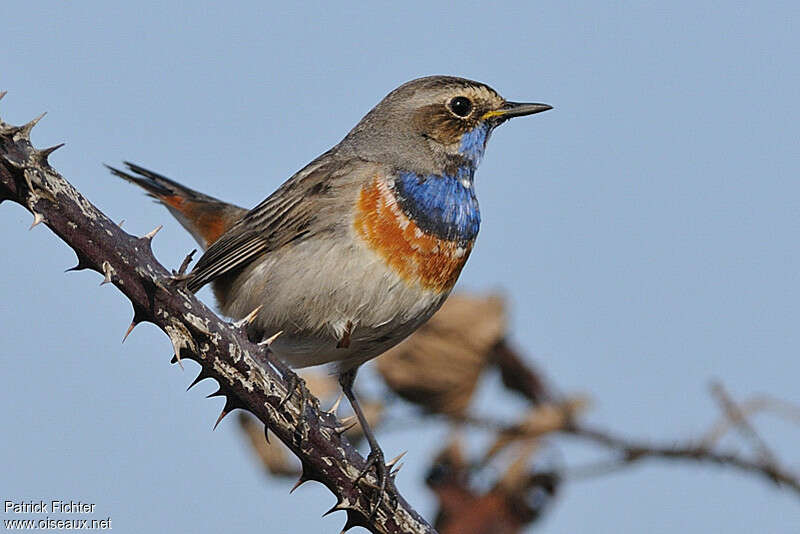 Bluethroat male adult breeding