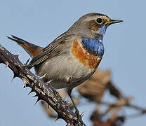 Bluethroat