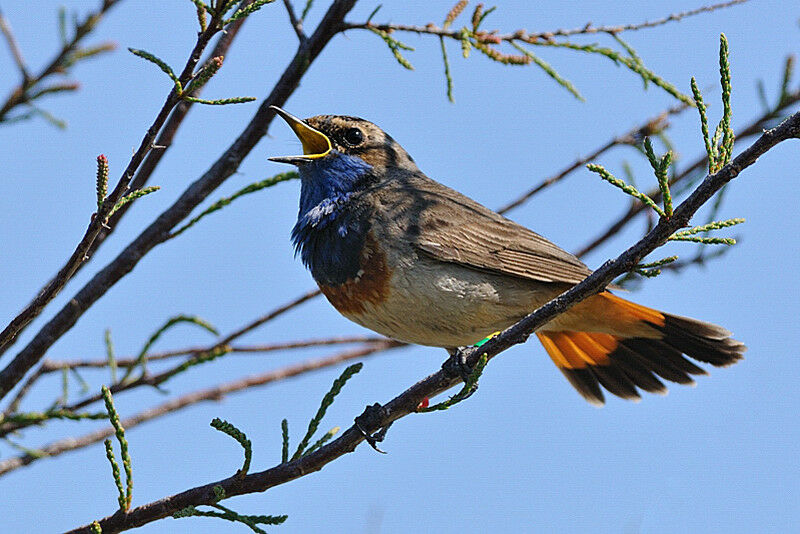 Bluethroat male adult breeding