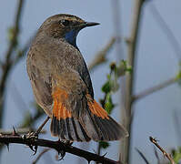 Bluethroat