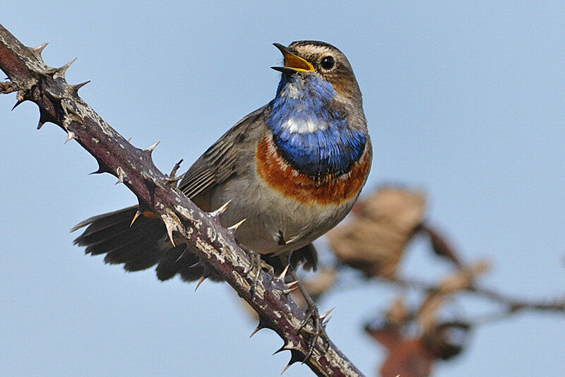 Bluethroat male adult breeding