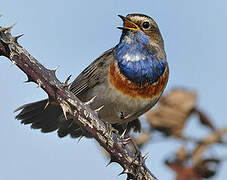 Bluethroat