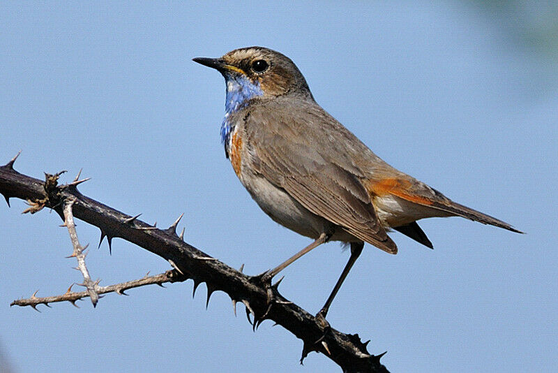 Bluethroat male adult breeding