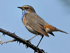 Bluethroat