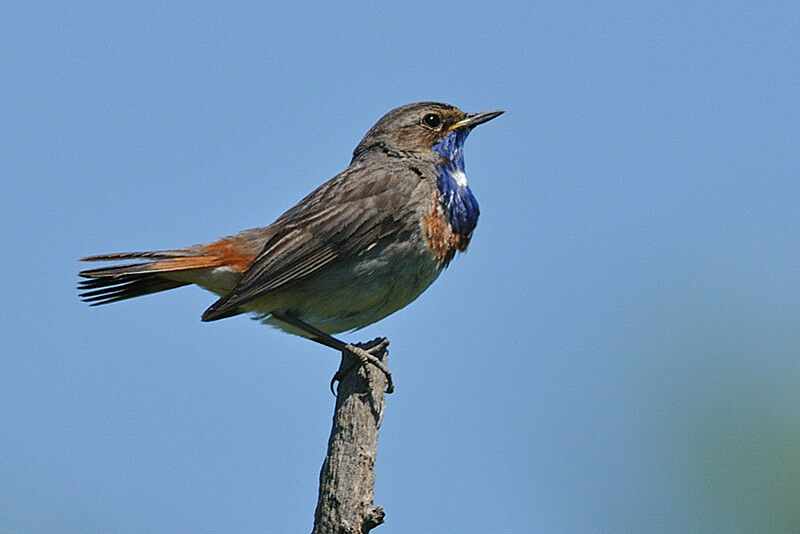 Gorgebleue à miroir mâle adulte nuptial