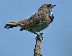 Bluethroat