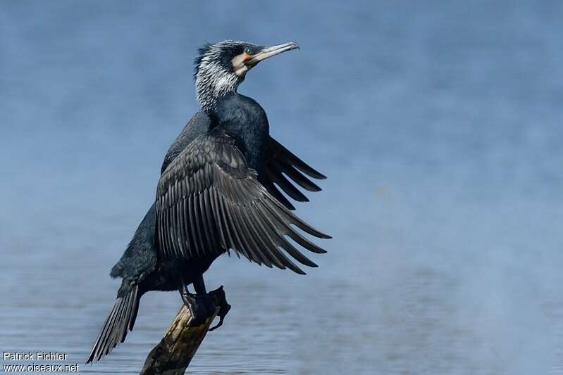 Great Cormorantadult breeding, care