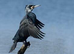 Great Cormorant