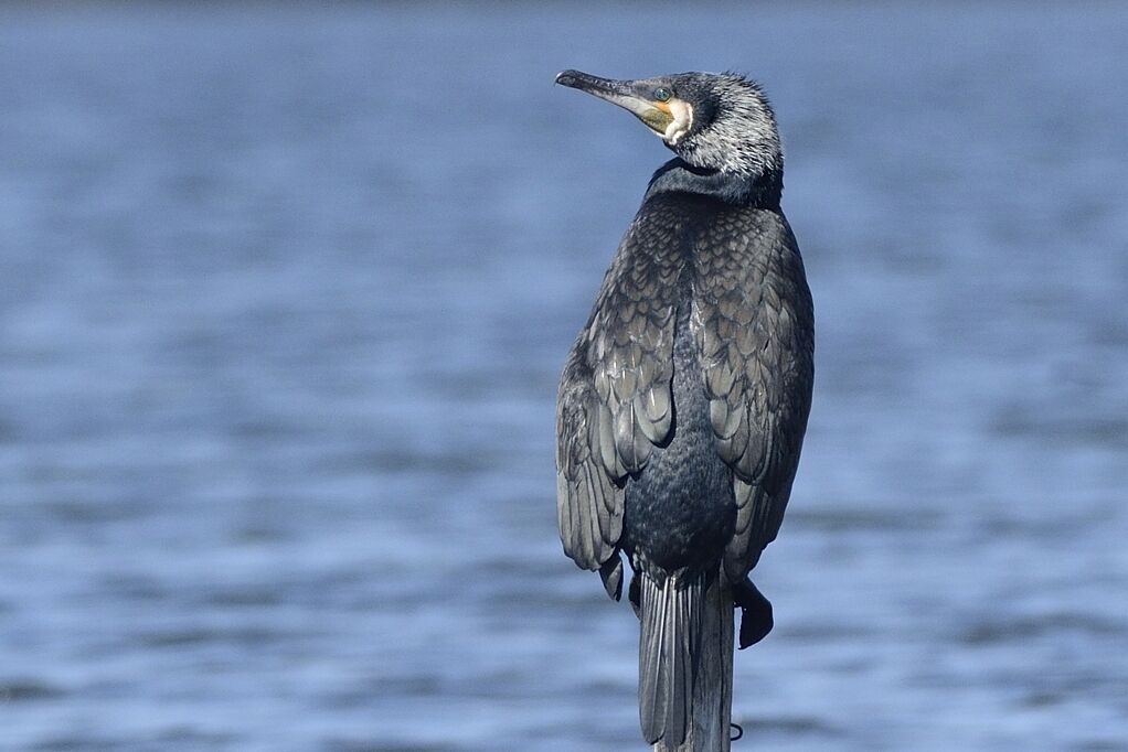 Grand Cormoranadulte nuptial