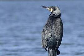 Great Cormorant