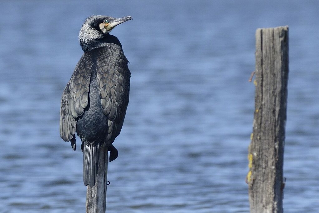 Great Cormorantadult breeding