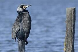 Great Cormorant